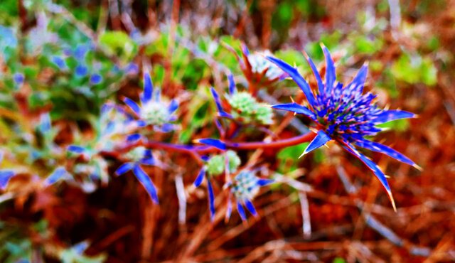 Spanische Edeldistel