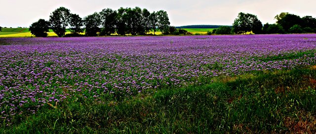 Lavendel bei Halberstadt?