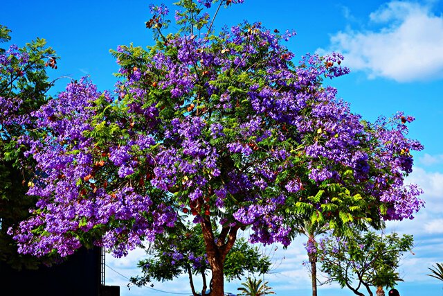 Jacaranda-Baum