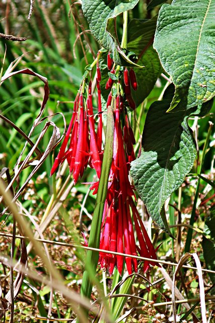 Bolivien-Fuchsie