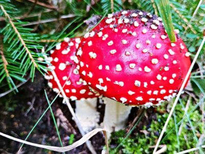 Herbstwanderung bei Ilsenburg: Ein Eldorado der Fliegenpilze