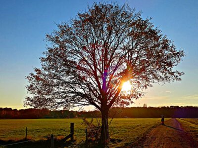 (Deutsch) Golden autumn at the Südsee and at the Westpark